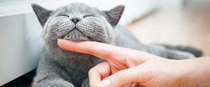 Un chat gris caressé sous le menton