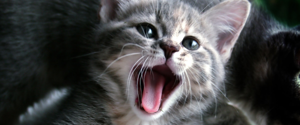 Un chaton gris miaule