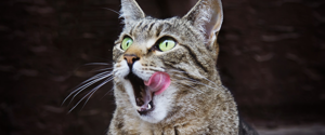A grey cat licking its lips