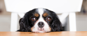 Un petit chien assis à la table de la cuisine