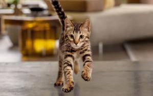 kitten running