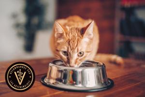 Chat en train de manger dans un bol