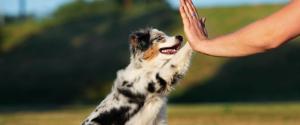 Un chiot berger australien donnant un high-five