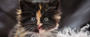 Black, brown and grey kitten with blue eyes looking at the camera