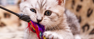 A kitten playing with a wand toy