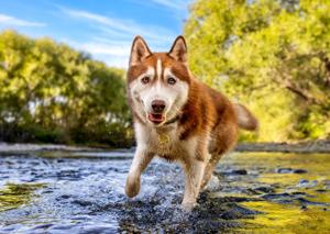 tan and white husky dog in river water