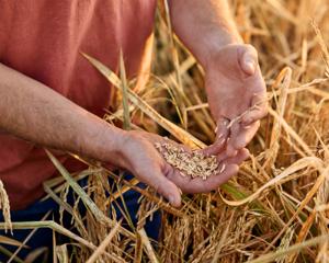 wheats in a field