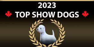 2023 top show dogs with the image of a west highland white terrier