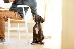Puppy sitting on the floor