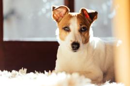 Dog lying on the ground