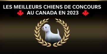 Les meilleurs chiens de concours au Canada en 2023