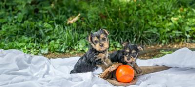 Deux chiots sur une couverture avec du matériel de baseball