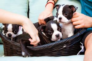 Three puppies in a basket