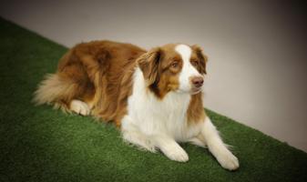 dog lying down