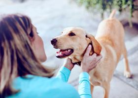 Dog being petted by owner