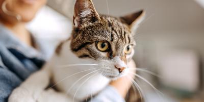 cat being held by owner