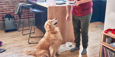 dog looking up on owner