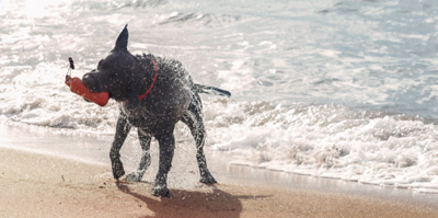 dog playing with frisbee on a beach