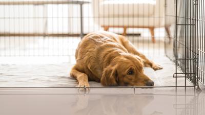 Dog lying down