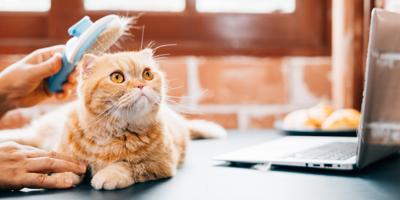 scottish fold sitting on a table