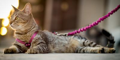 Tabby cat