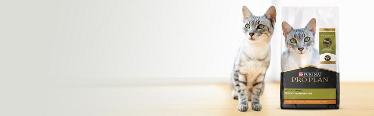 weight management cat food header