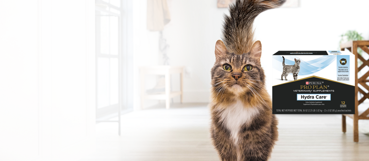 A cat with a fluffy tail