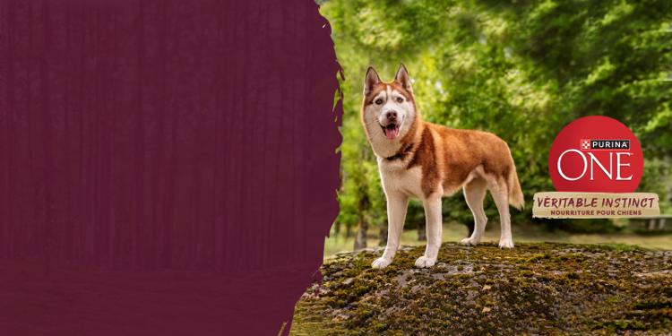 une chien avec Purina ONE logo