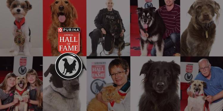 animal hall of fame banner with many dogs