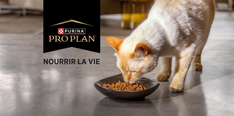 Chat en train de manger dans un bol