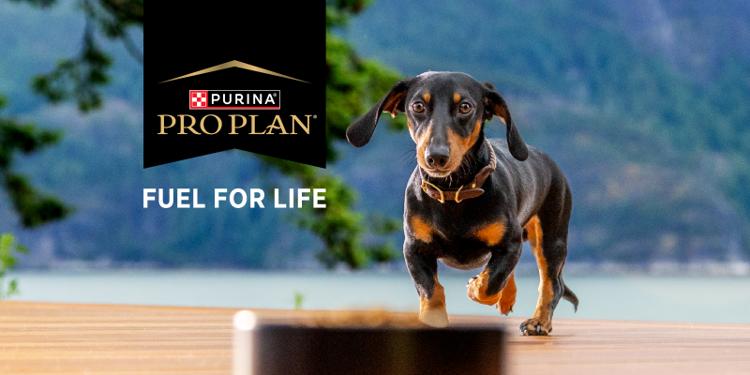 Dog walking towards bowl of Pro Plan, Fuel For Life