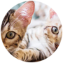 Cat Activities
