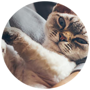 Cat Behavior Articles