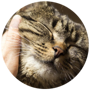 Cat care tips