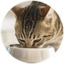 Cat Feeding Articles