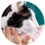 Cat health articles