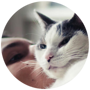 Getting A Cat