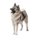 Norwegian Elkhound dog