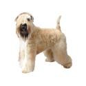 Soft Coated Wheaten Terrier dog
