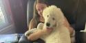 top, the dog on his owners lap