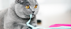 Un chat gris jouant avec de la ficelle