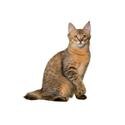 Pixiebob cat