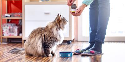 woman feeding cat