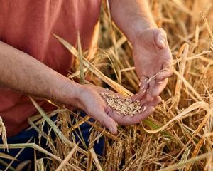 wheats in a field
