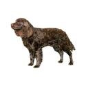 American Water Spaniel dog