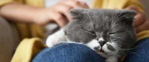 Un chat gris et blanc endormi sur les genoux du son propriétaire