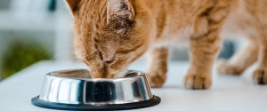 Un chat orange mangeant dans un bol de nourriture
