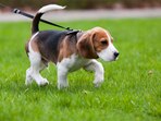 Beagle puppy walking on the grass
