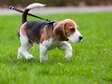 Beagle puppy walking on the grass