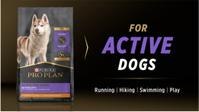 for active dogs